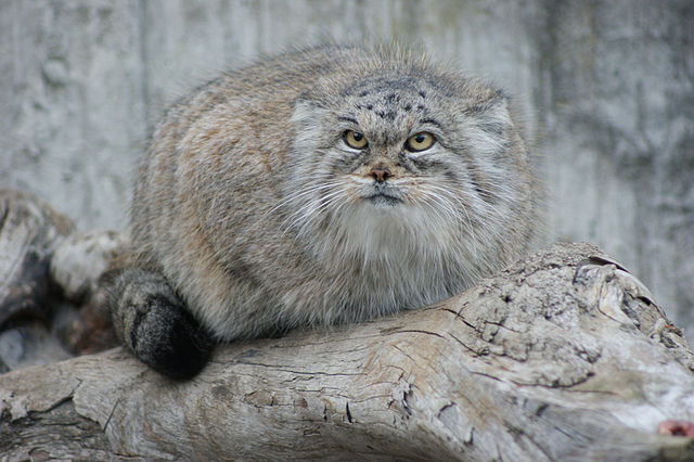 Manul 3